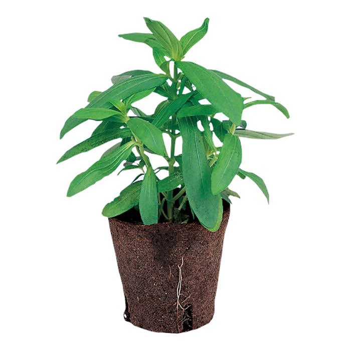 ジフィーポット丸型 8cm 約1400個入 スリット入り#130そのまま植えれる