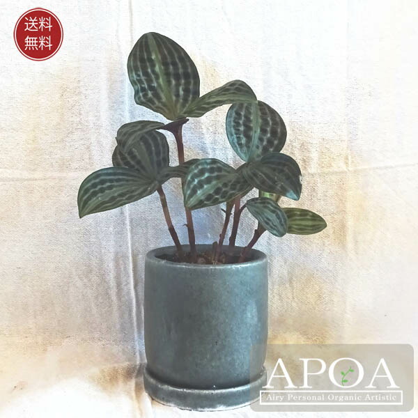 楽天市場】ピセアプンゲンス エディス 7号サイズ 観葉植物 高さ70cm