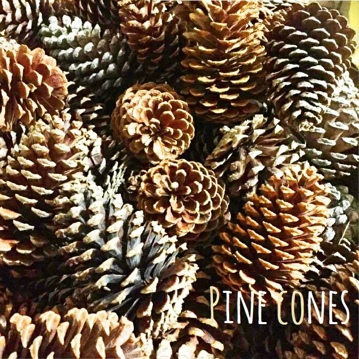 楽天市場】10〜12cm程度□巨大 国産 松ぼっくり/まつぼっくり1個