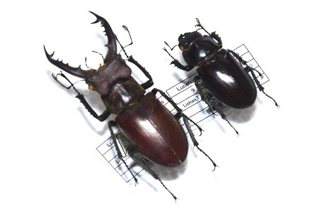 タカサゴミヤマクワガタ（チョウセンミヤマ台湾亜種）Lucanus dobowshy