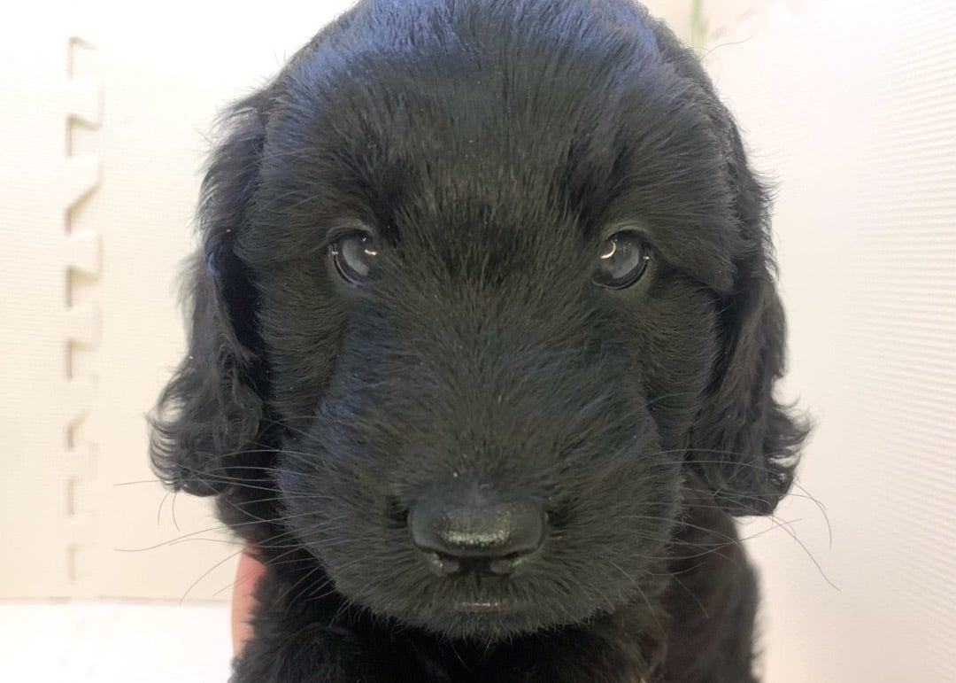 MIX♀(ブラック)父スタンダード・プードル 母ゴールデンレトリバー