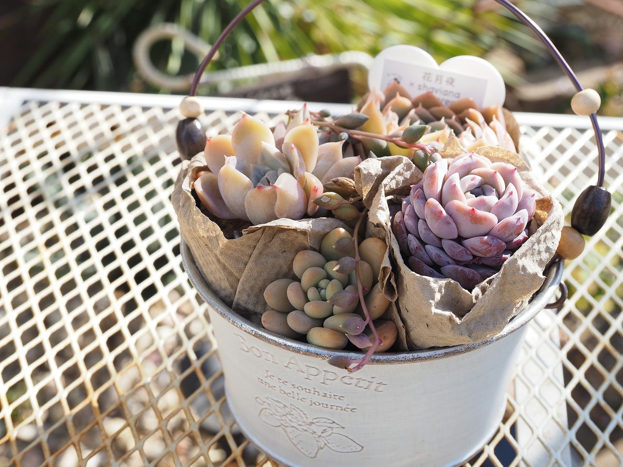 専用ページ 多肉植物 寄せ植え かご ·͜· ꕤ︎︎ 専用ページ 多肉植物