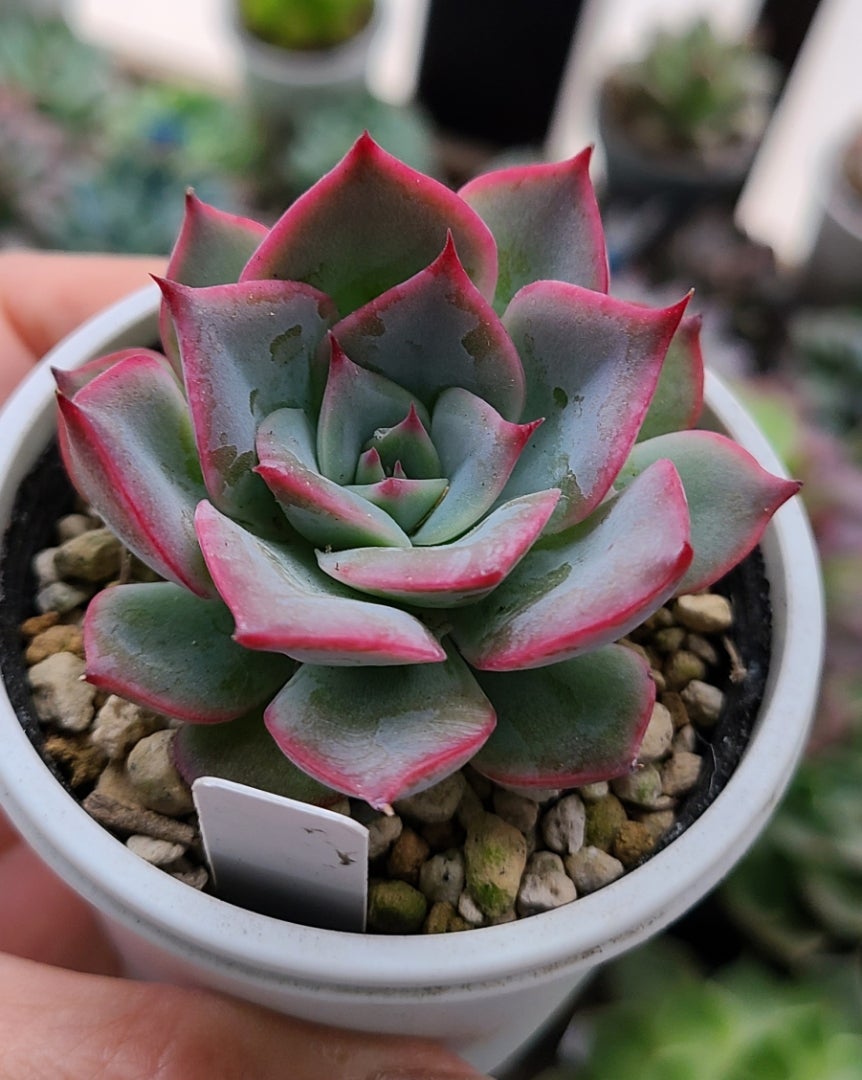 毒リンゴ交配❤️ | 多肉植物大好きな初心者のブログ
