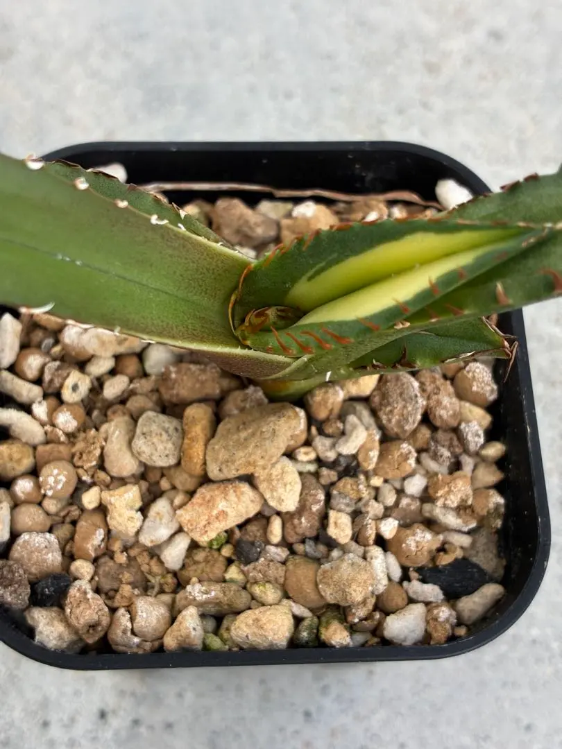 2026年最新】厳竜錦の人気アイテム - メルカリ