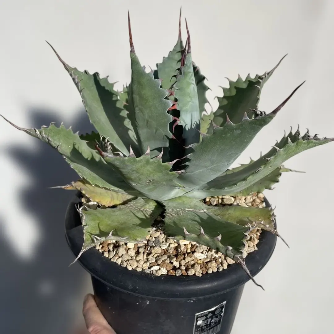 2026年最新】パライシ アガベの人気アイテム - メルカリ