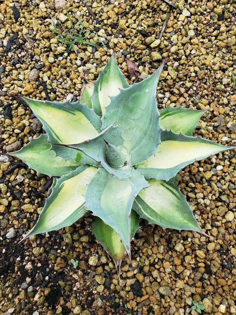 2026年最新】オバティフォリア 中斑の人気アイテム - メルカリ