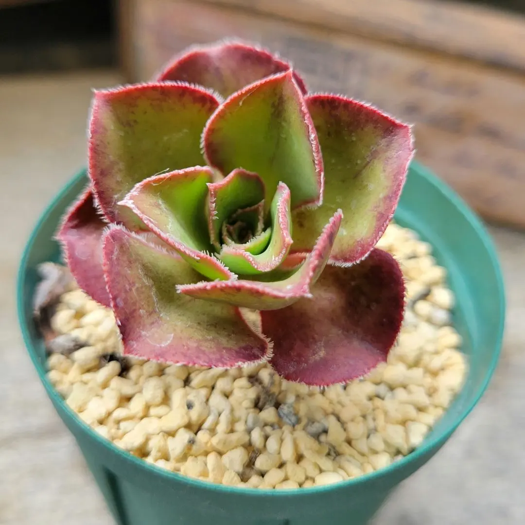 2026年最新】アエオニウム ロスコフの人気アイテム - メルカリ