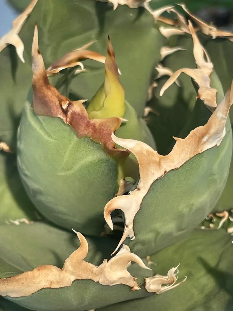 2026年最新】ホワイトホーク アガベの人気アイテム - メルカリ