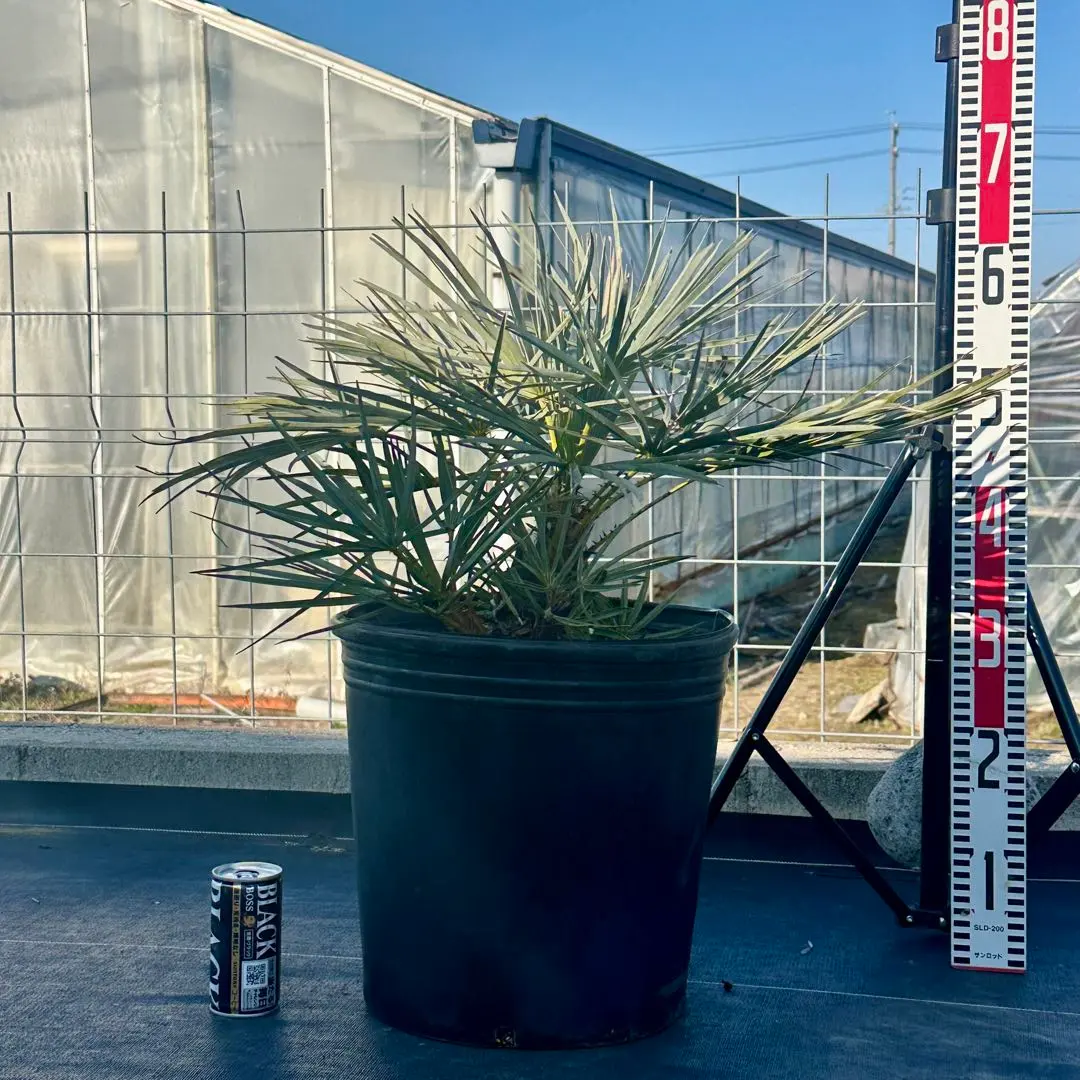 2026年最新】ワシントンヤシの人気アイテム - メルカリ