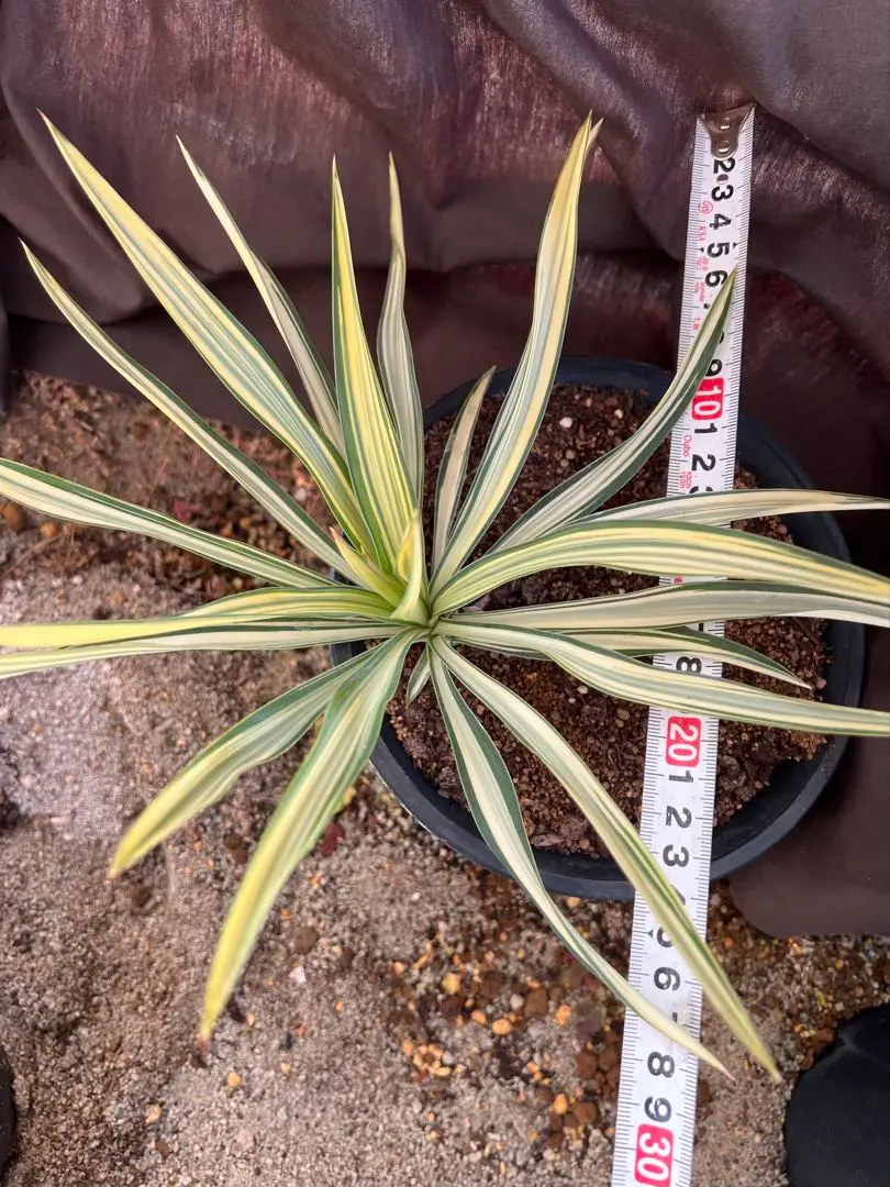 2026年最新】ユッカ グロリオサ ライジングサンの人気アイテム - メルカリ