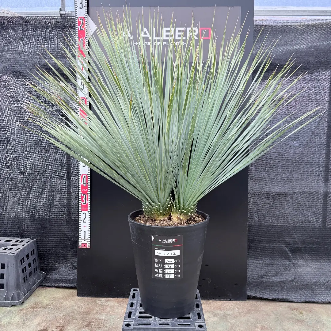 2026年最新】ユッカロストラータ ダブルヘッドの人気アイテム - メルカリ