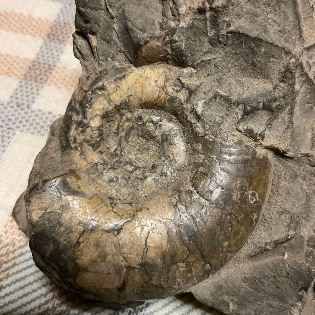 アンモナイトの化石 昭和53年頃入手。【歴史の研究用に！】