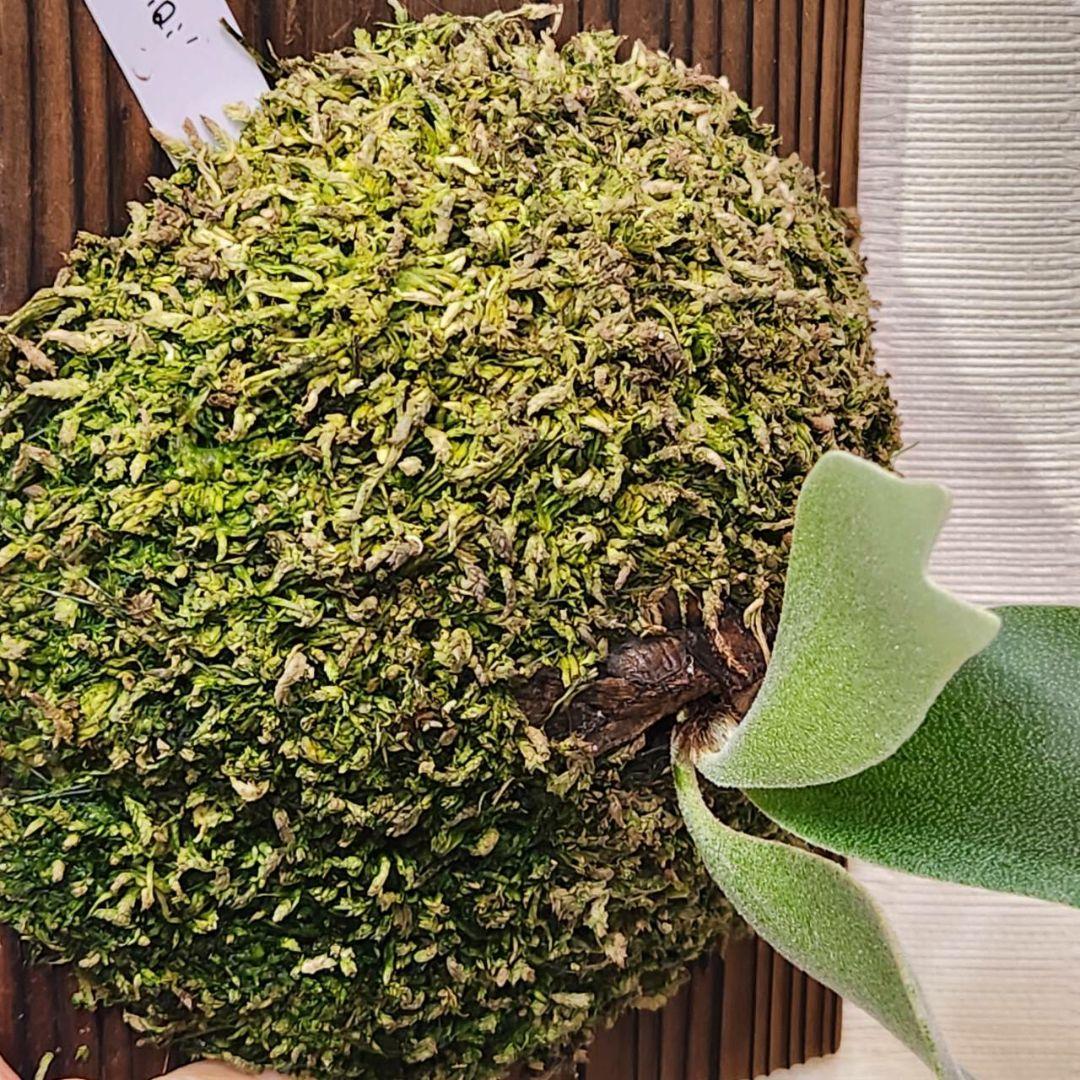 フーンシキOC子株 P.FoongSiQi ビカクシダ 株分け品子株 オリジナル