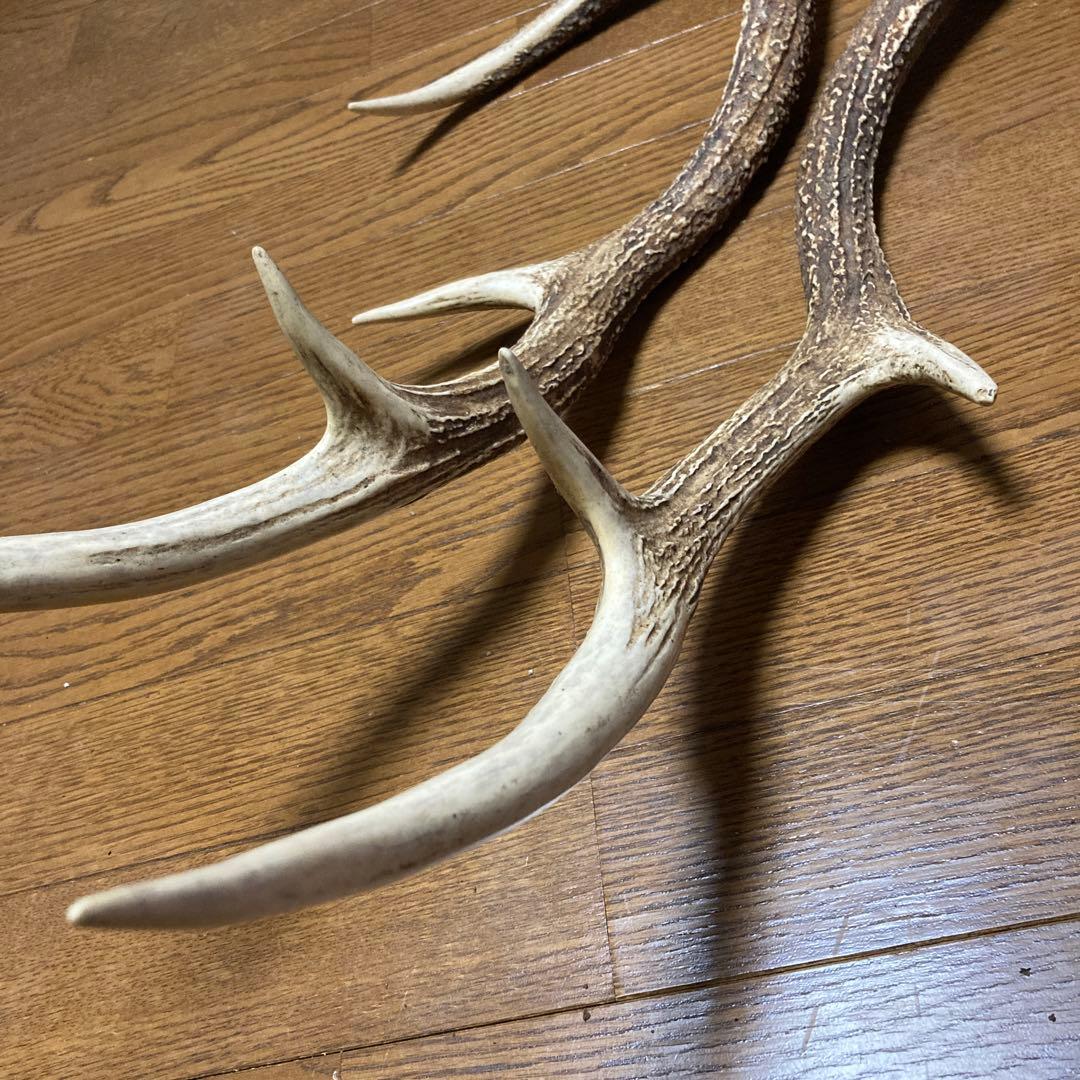 鹿の角 シカのツノ 約65cm 2本 - メルカリ