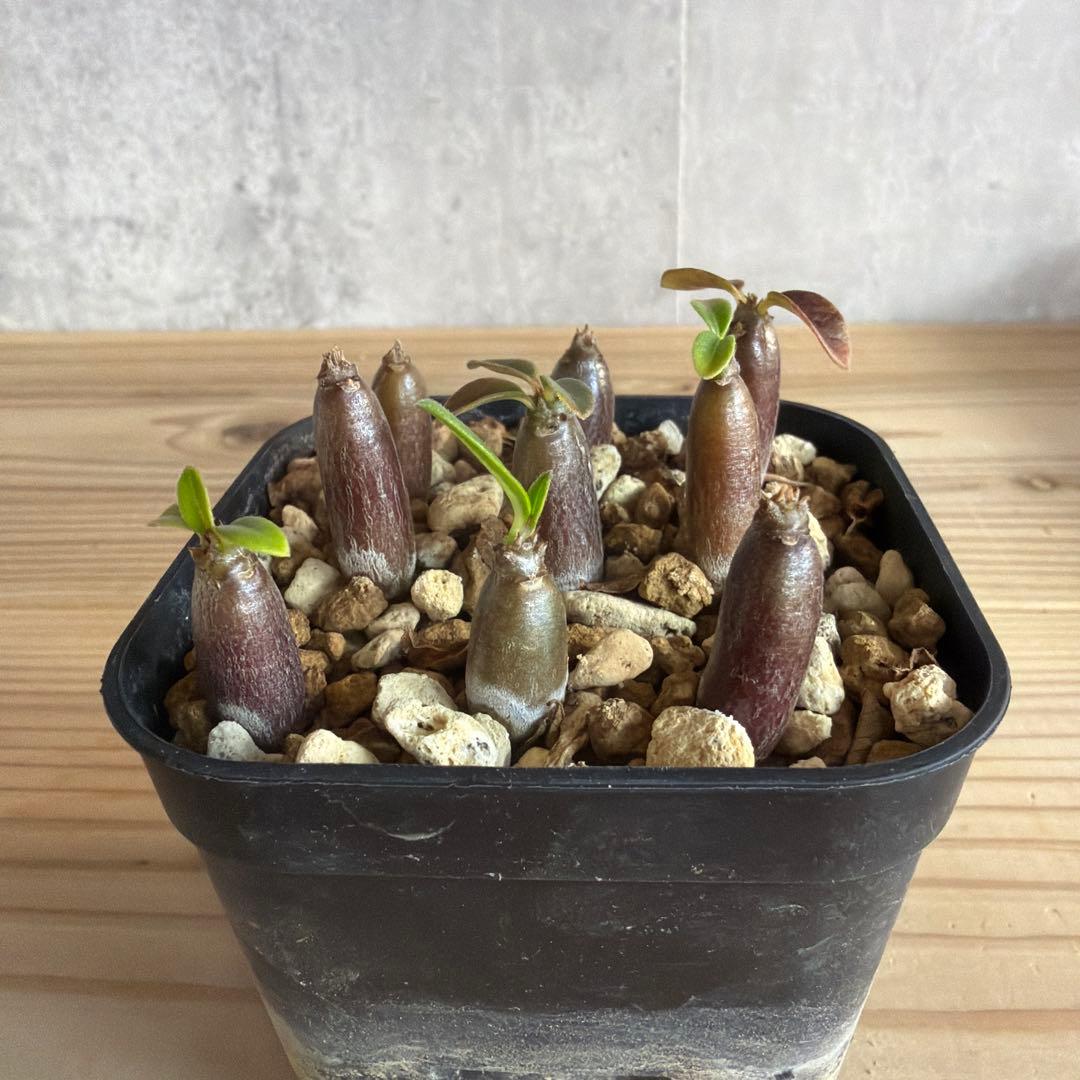 9株セット　パキポディウムウィンゾリー 国内実生株 tsy様パキポディウムウィンゾリー 国内実生株 パキポディウム