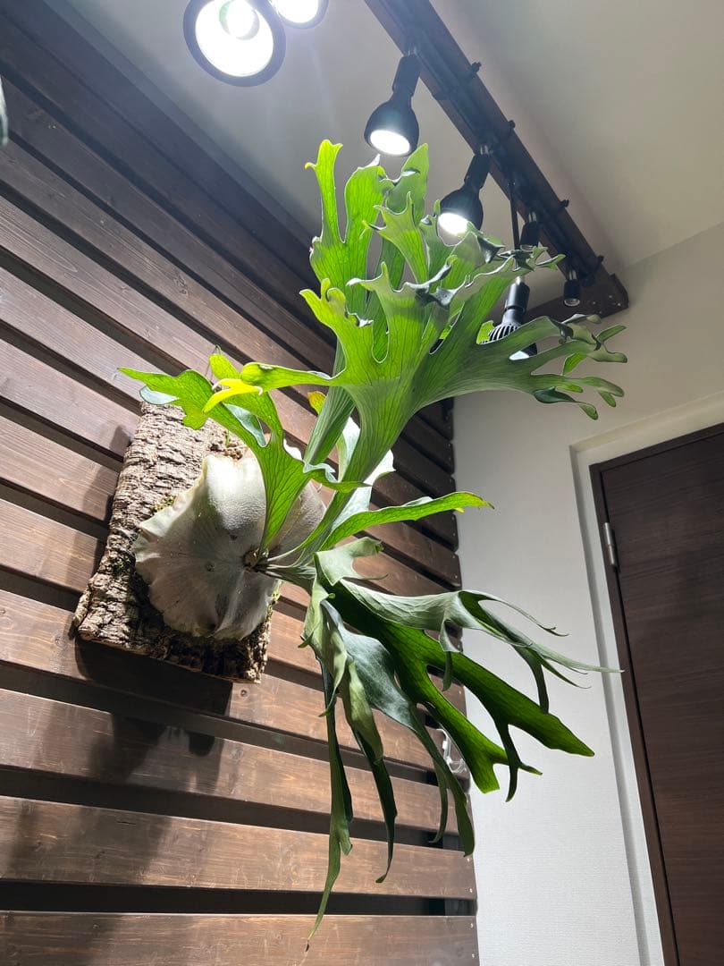 P.Hillii .Dragon OC②| ヒリー ドラゴン 板付