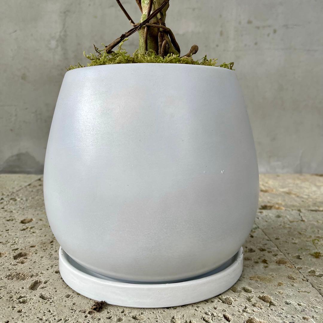 根上がり モンステラ 天然苔仕立て 陶器鉢 植え込み発送