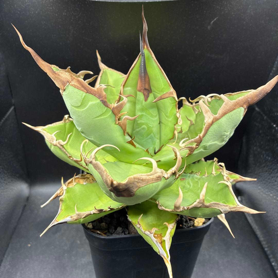 アガベ オテロイ 実生5年 - メルカリ
