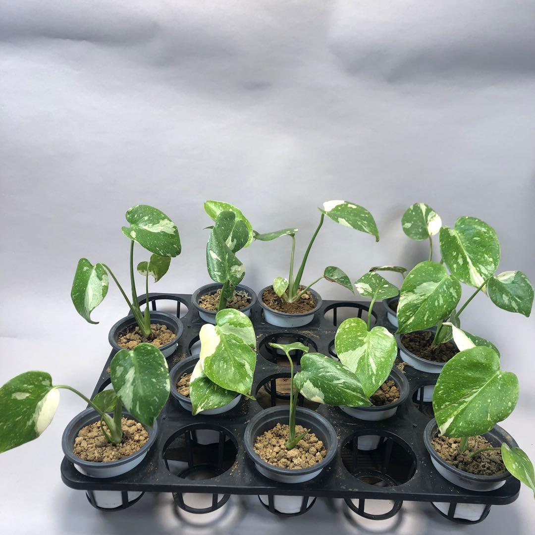 10株セットms59【特別選抜】モンステラ・タイコンステレーション 斑入り