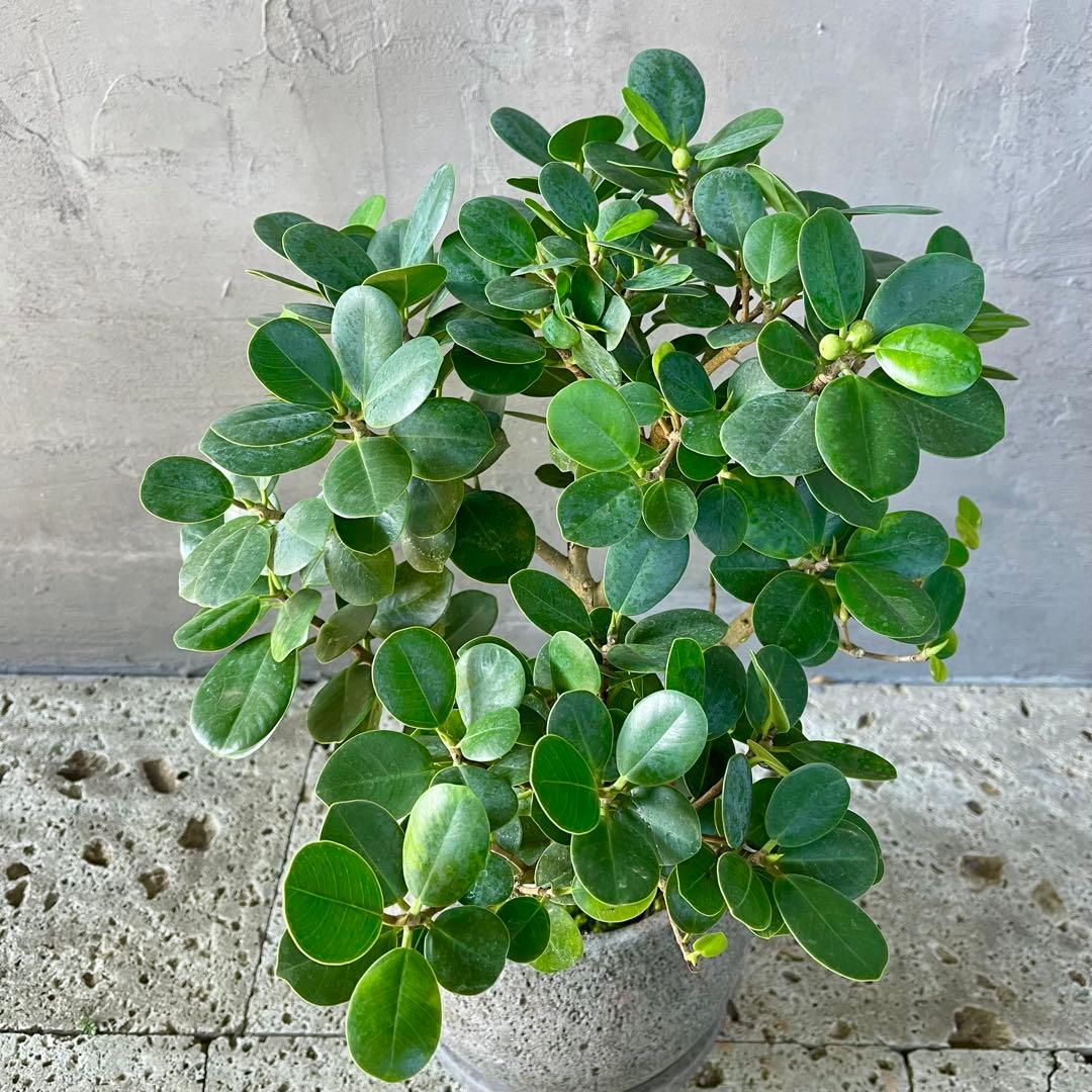 パンダガジュマル 天然苔盆栽仕立て 陶器鉢 植え込み発送