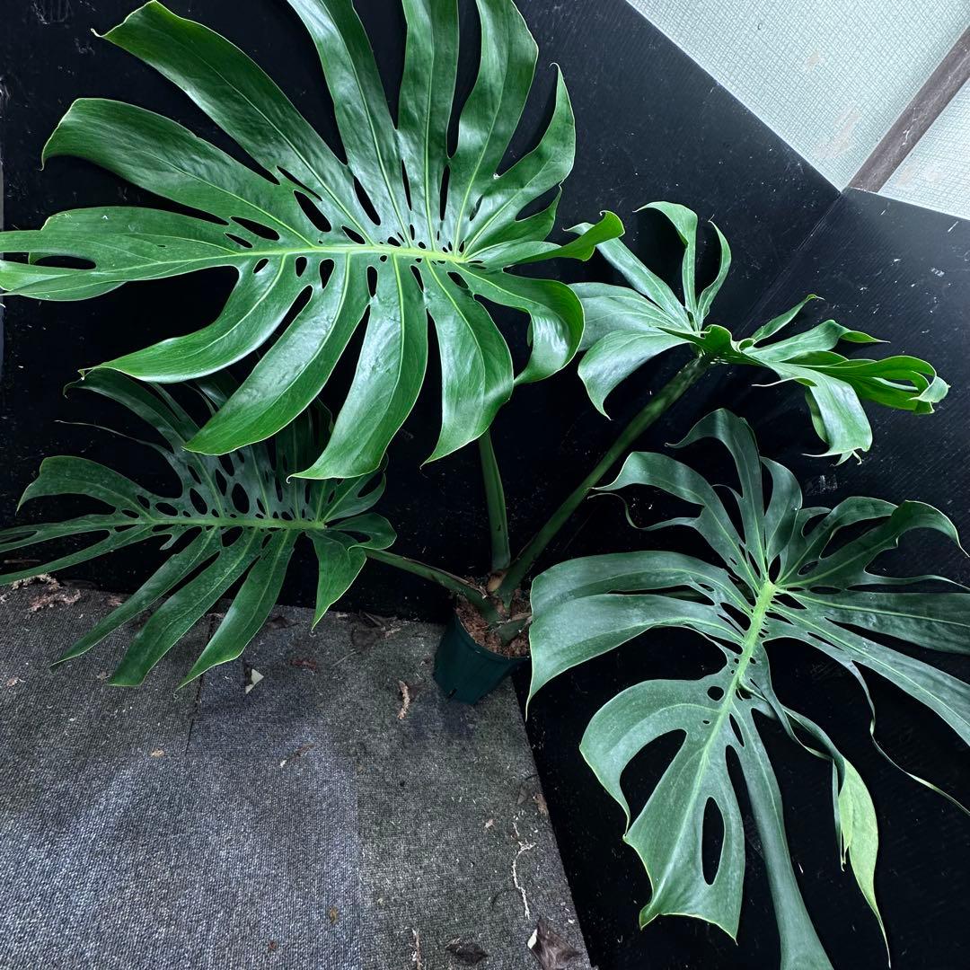 モンステラデリシオーサマクロコズム超希少系統鉢植え79㎝