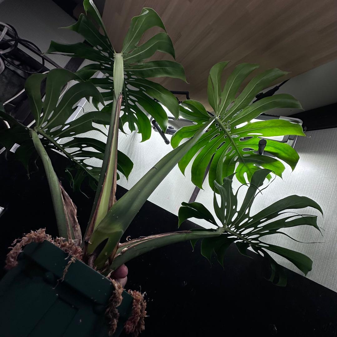 モンステラデリシオーサマクロコズム超希少系統鉢植え79㎝