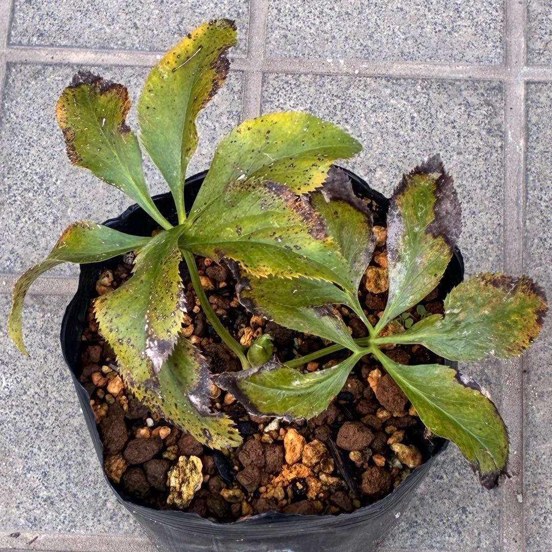 ま*️様 ❤️しっかり新芽元気株3226⭐️NEW⭐️レア☘️マイクロヒデコート