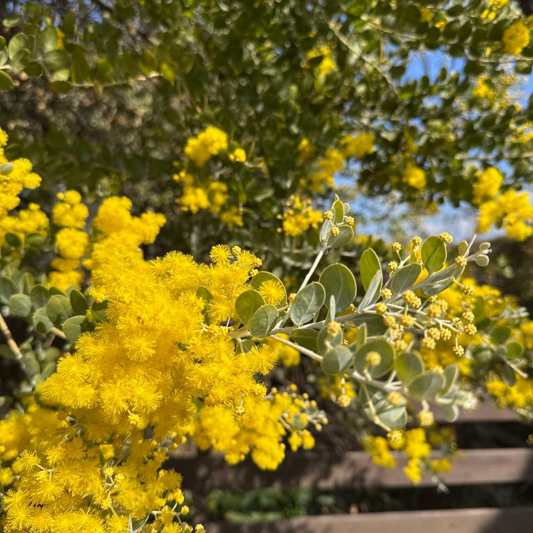 パールアカシア フレッシュミモザ 80サイズ - メルカリ