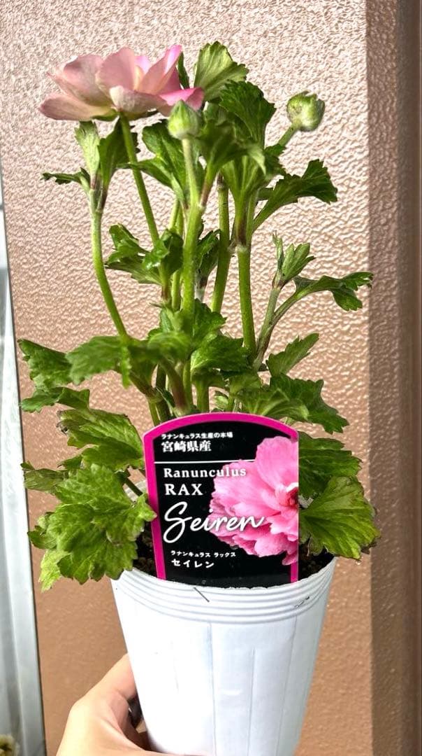 宮崎県産【開花苗】ラナンキュラスラックス　セイレン　ポット苗《2/17》