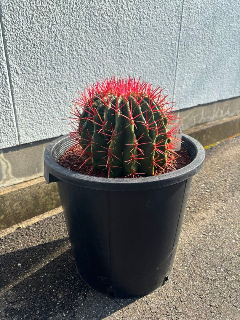 希少な特大サイズ　特特大　特大サイズ　フェロカクタス　赤鳳　12号　尺2サイズ サボテン赤鳳 12号鉢 大型 特大サイズ フェロカクタススタイネシー