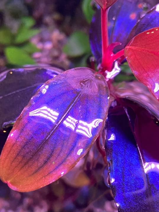 ブセファランドラ sp ,ファンタスティックパープル - メルカリ