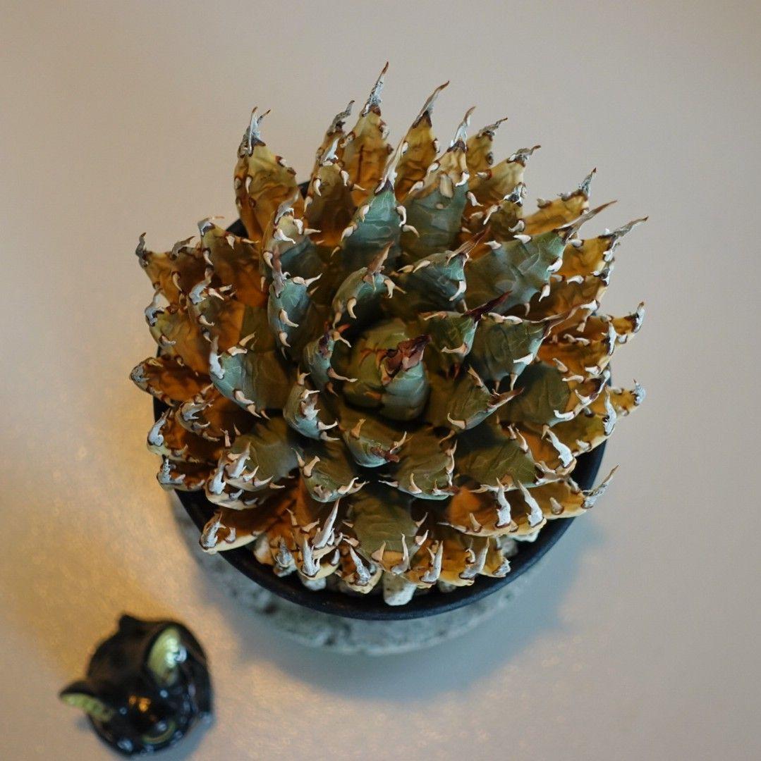 Ｑ*o様 お年玉出品！②【発根済・3.5号サイズ】陽炎×短葉美株◎エボリスピナ/