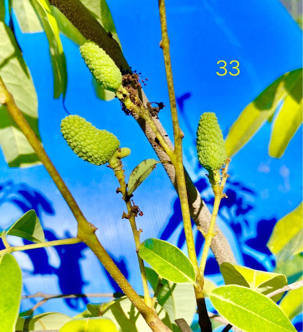 結実中・33 篤姫ライチ　半耐寒性