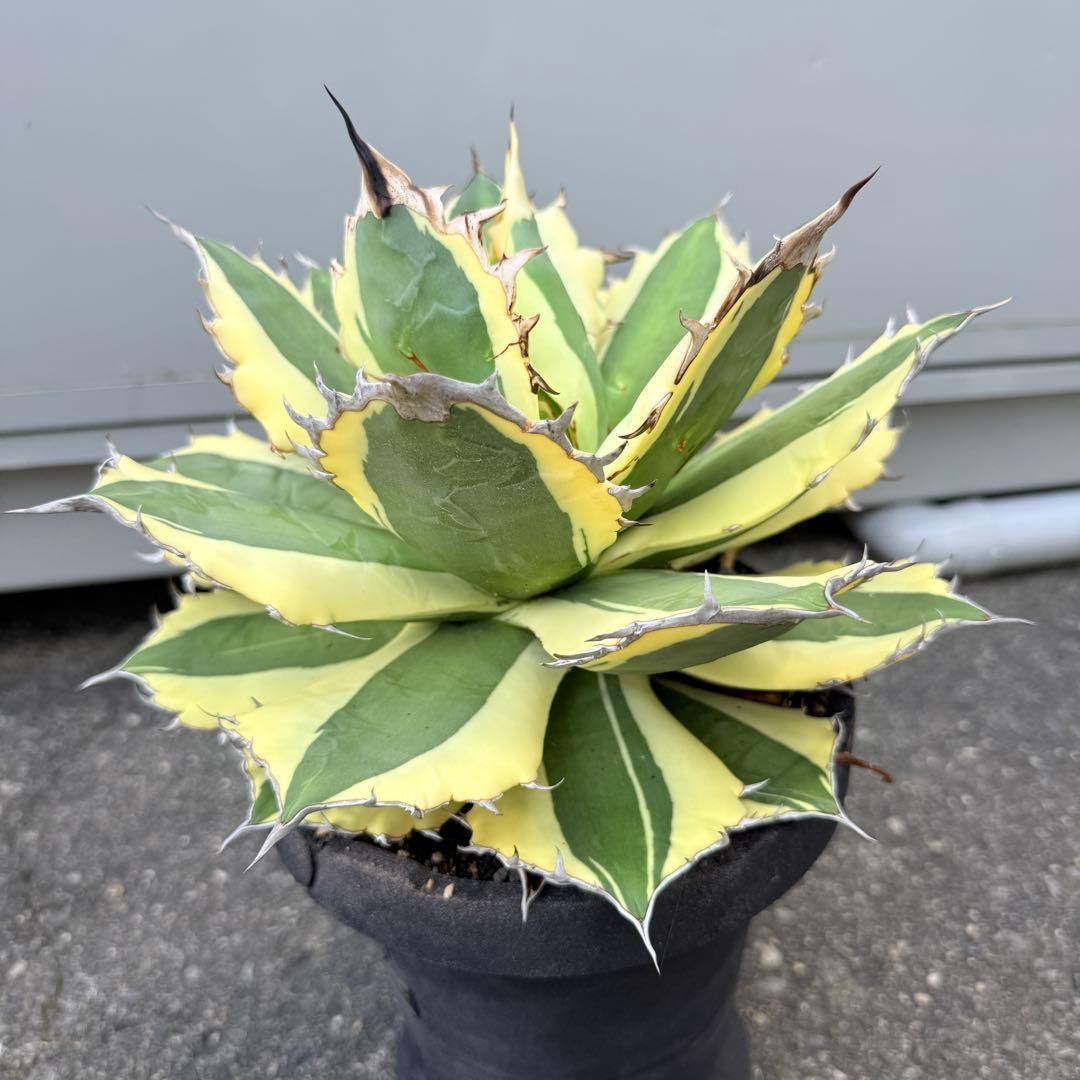 アガベ スナグルトゥース 28cmぐらい 海外購入高級鉢1点物 綺麗に洗える