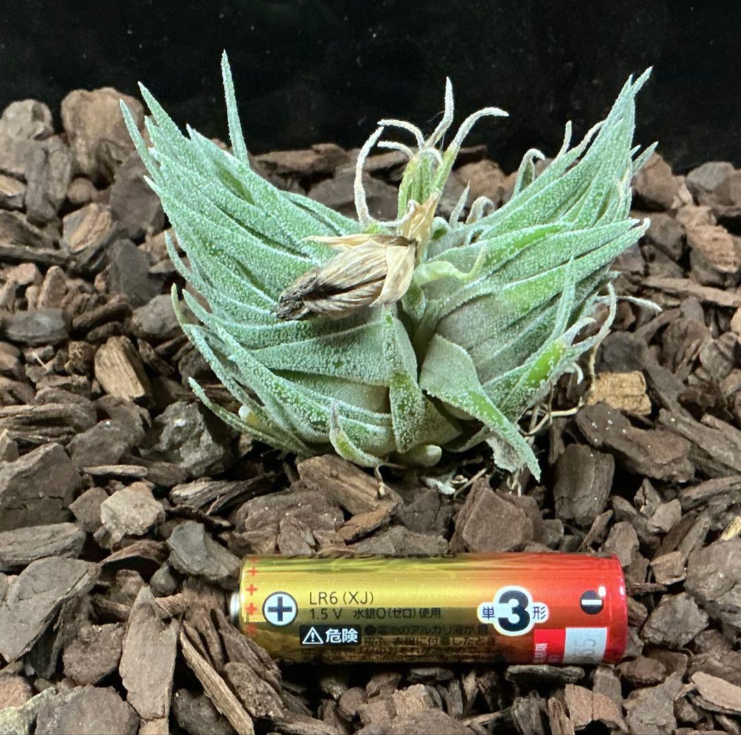 チランジア　スプレンゲリアナ　臨海型　(ブロメリアハンドブック掲載株)