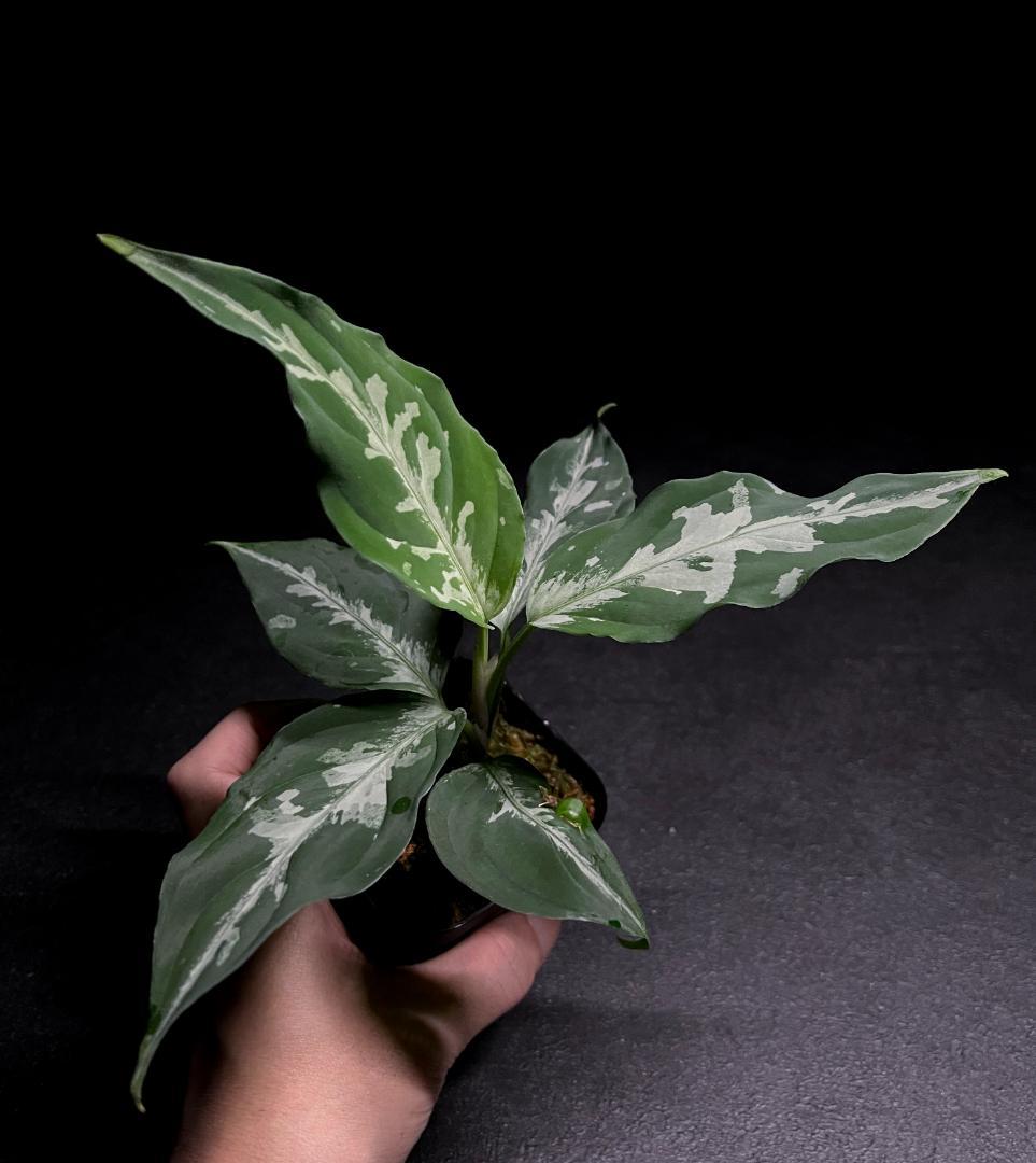 ◇RGL◇子株 アチェ産 ワイルド 現地便 アグラオネマ ピクタム