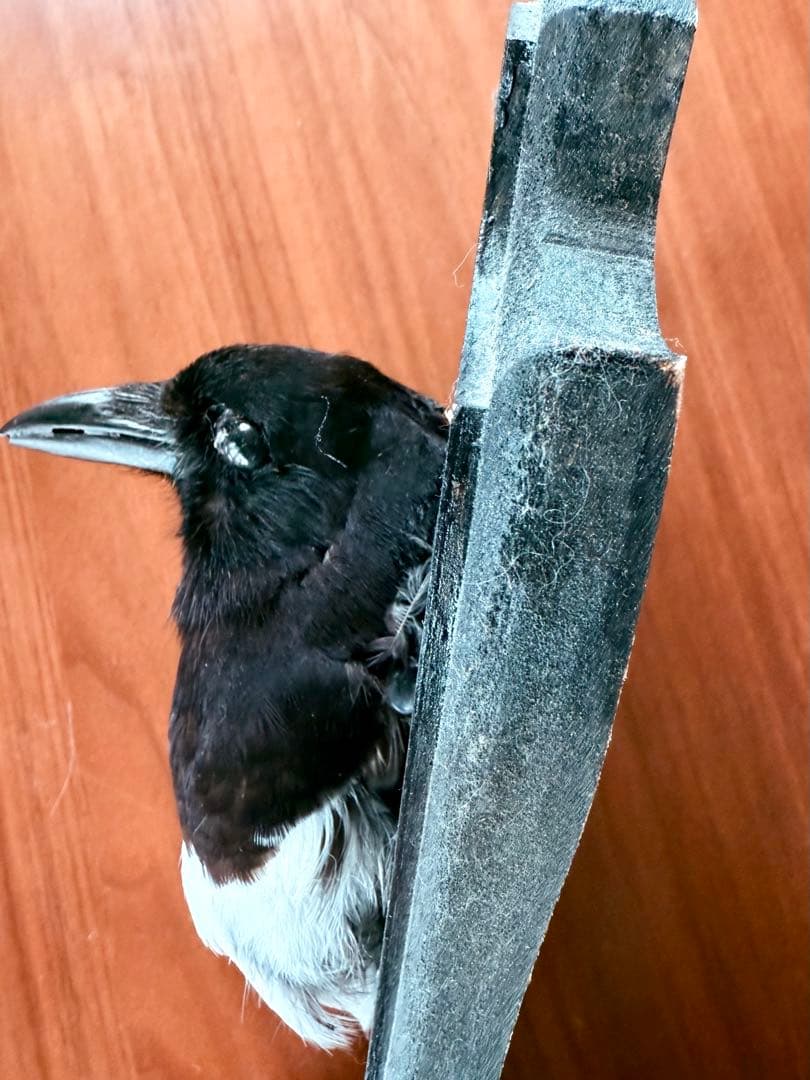 フランス アンティーク 剥製 カササギ カラス ハンティングトロフィー