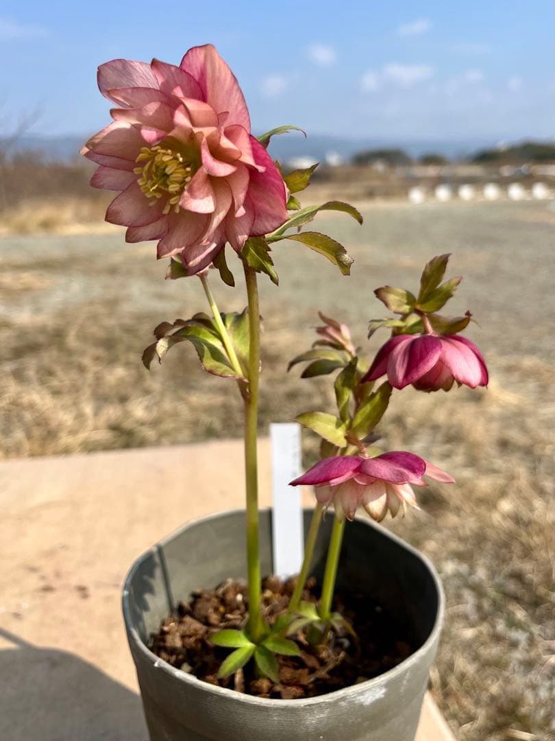 i*u様 ☘️NEW☘️開花株❤️根充実❤️新葉❤️3284⭐️直筆(入荷時)”