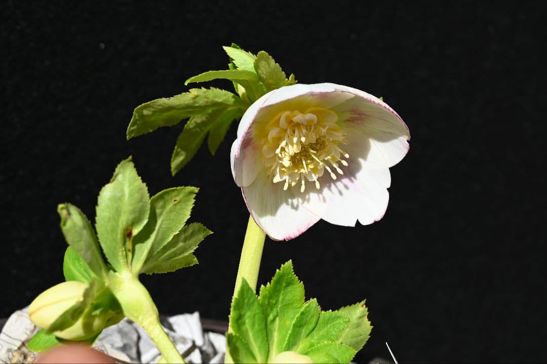 クリスマスローズ 認定sdプリマヴェーラゴールド 加藤農園