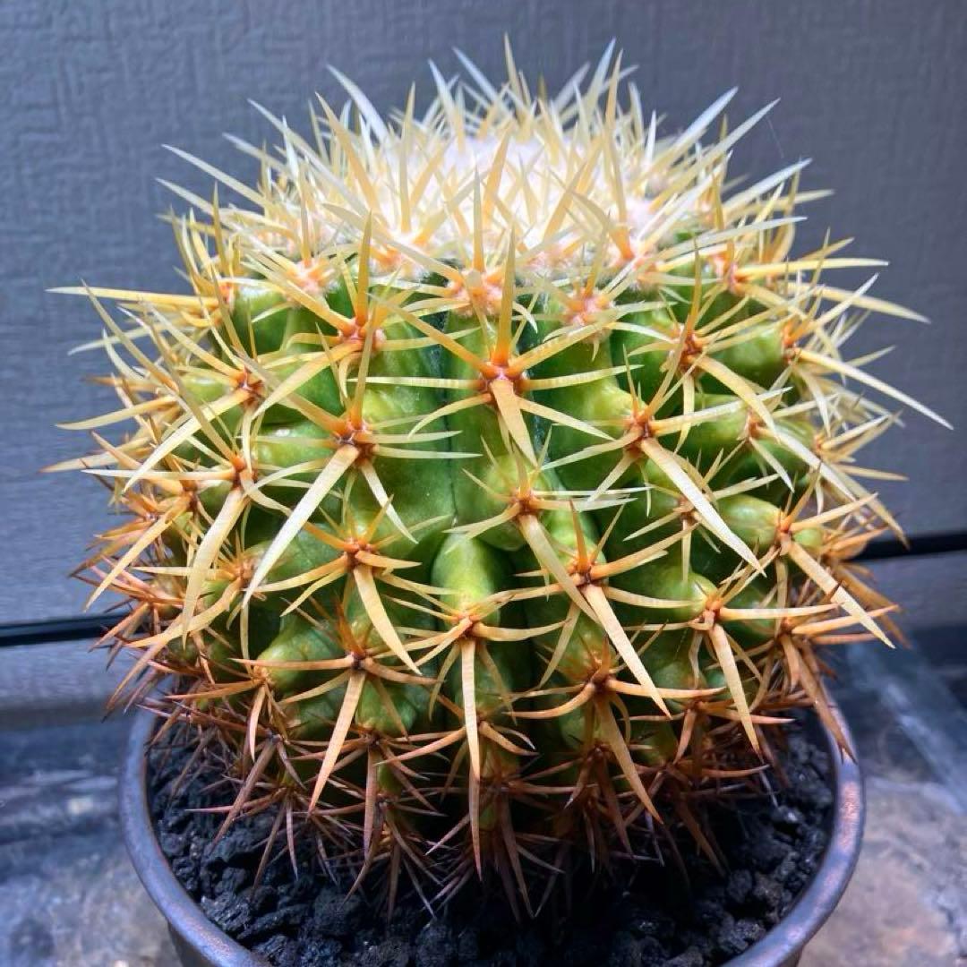 王金鯱　エキノカクタス　五十鈴園由来　カキコ 自根　抜き苗　検）塊根　黒王丸 エキノカクタス・短刺金鯱 | trigger