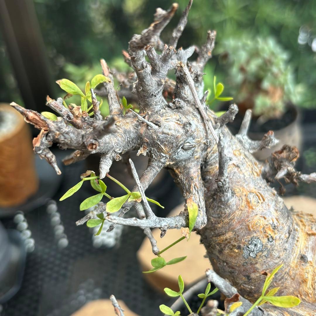 コレクション株 希少 コミフォラ フォリアセア 現地株 現地球 灌木 山中勇人