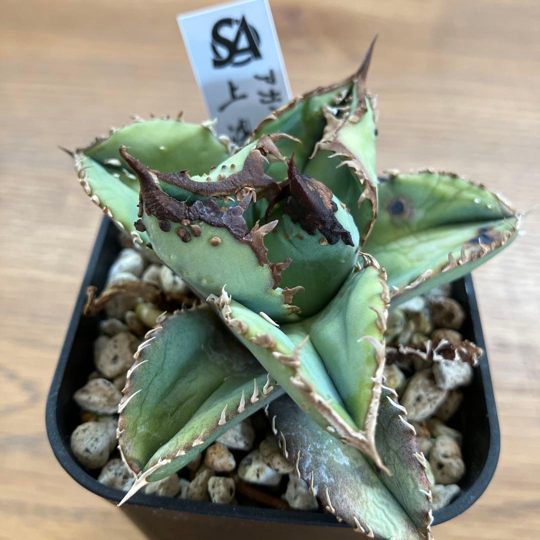 【クリスマスセール】♯29 超選抜　太棘　ぶつぶつだらけ　アガベ　鰐亀　TC