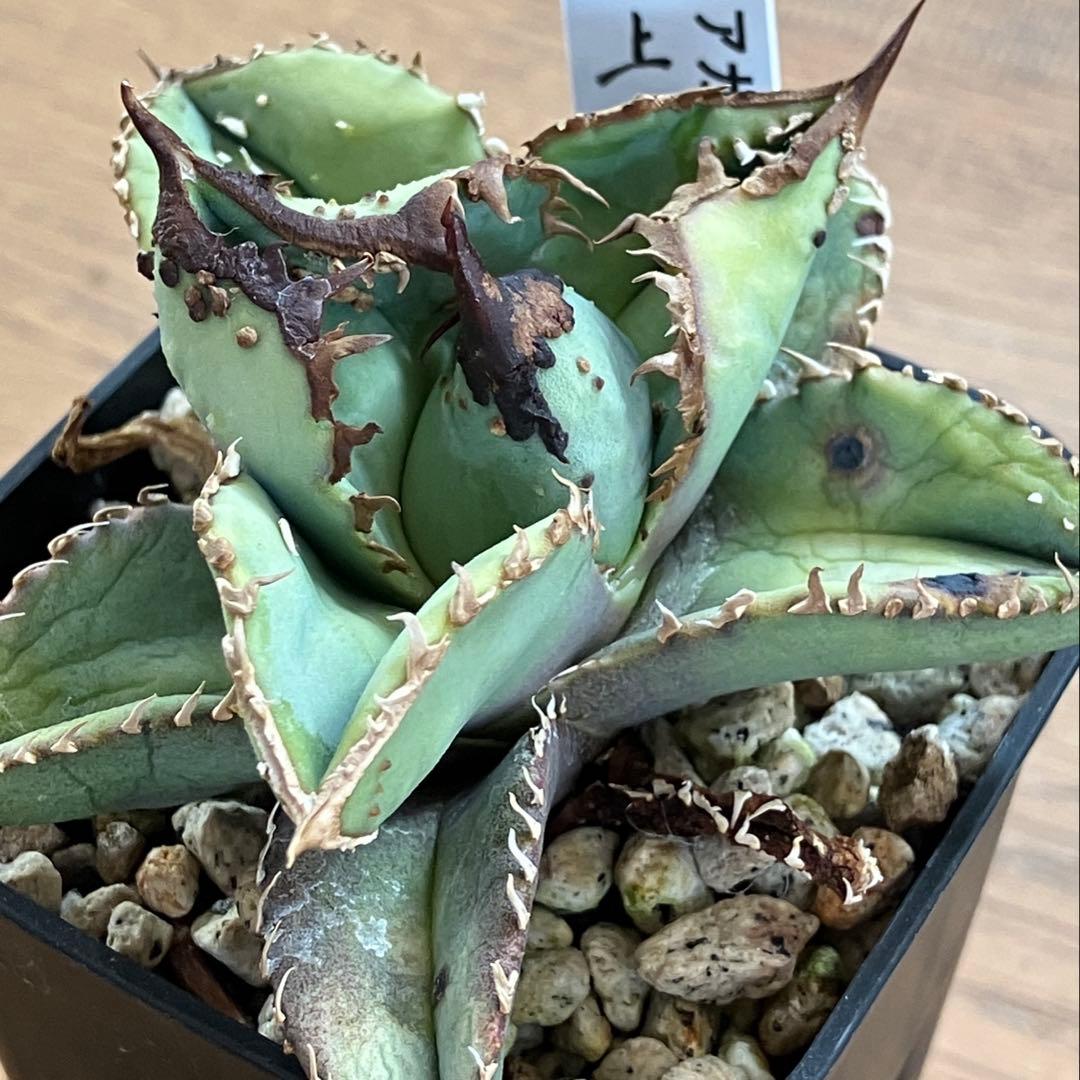 【クリスマスセール】♯29 超選抜　太棘　ぶつぶつだらけ　アガベ　鰐亀　TC