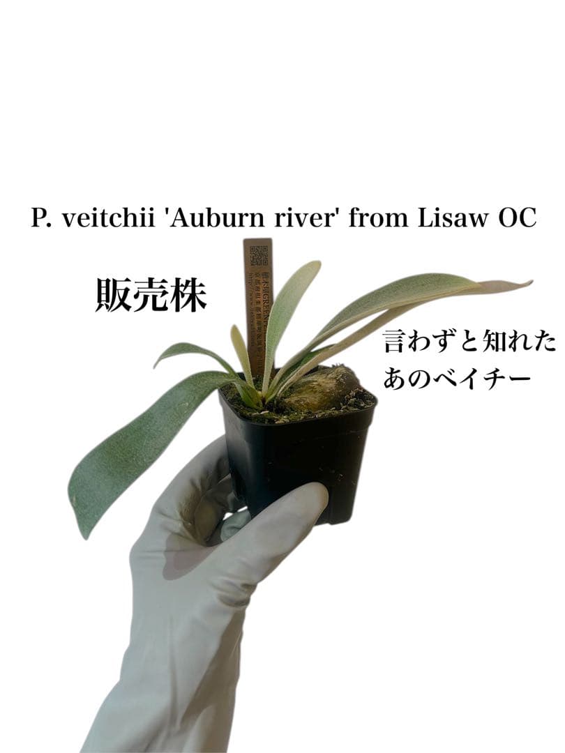 P. veitchii 'Auburn river' from Lisaw OC
