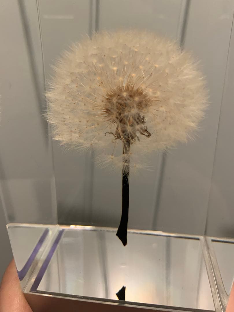 希少　倉俣史郎オマージュ　井上隆夫　 タンポポ　充電不良