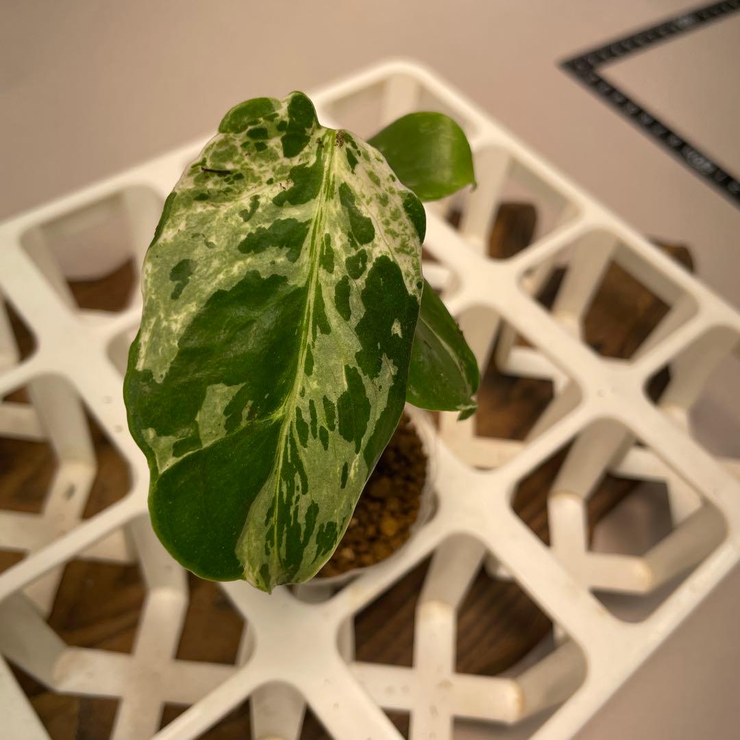 ms28品種保証！斑入り保証！モンステラ バルバソー フシギダネ 順化済み