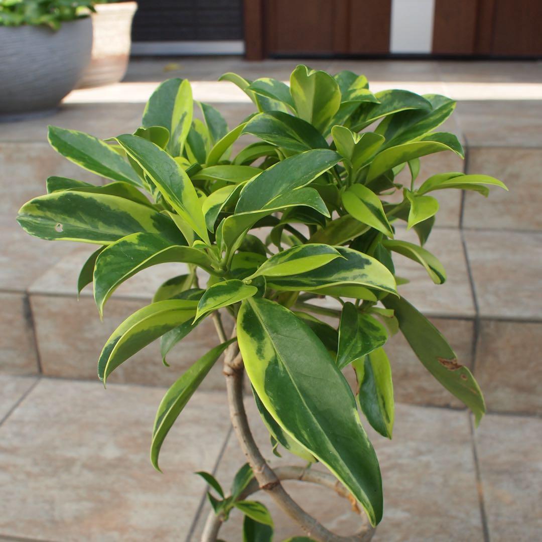 フィカス ファグラエア No.001 鉢、送料込 メルカリ便 曲がり - メルカリ