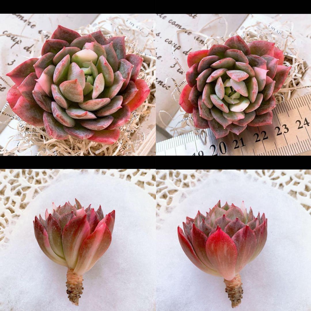 ☆ちび様☆専用です