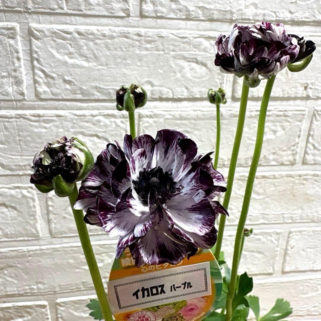 現品】ラナンキュラスラックス♡イカロス♡3.5号ロング♡ポットごと