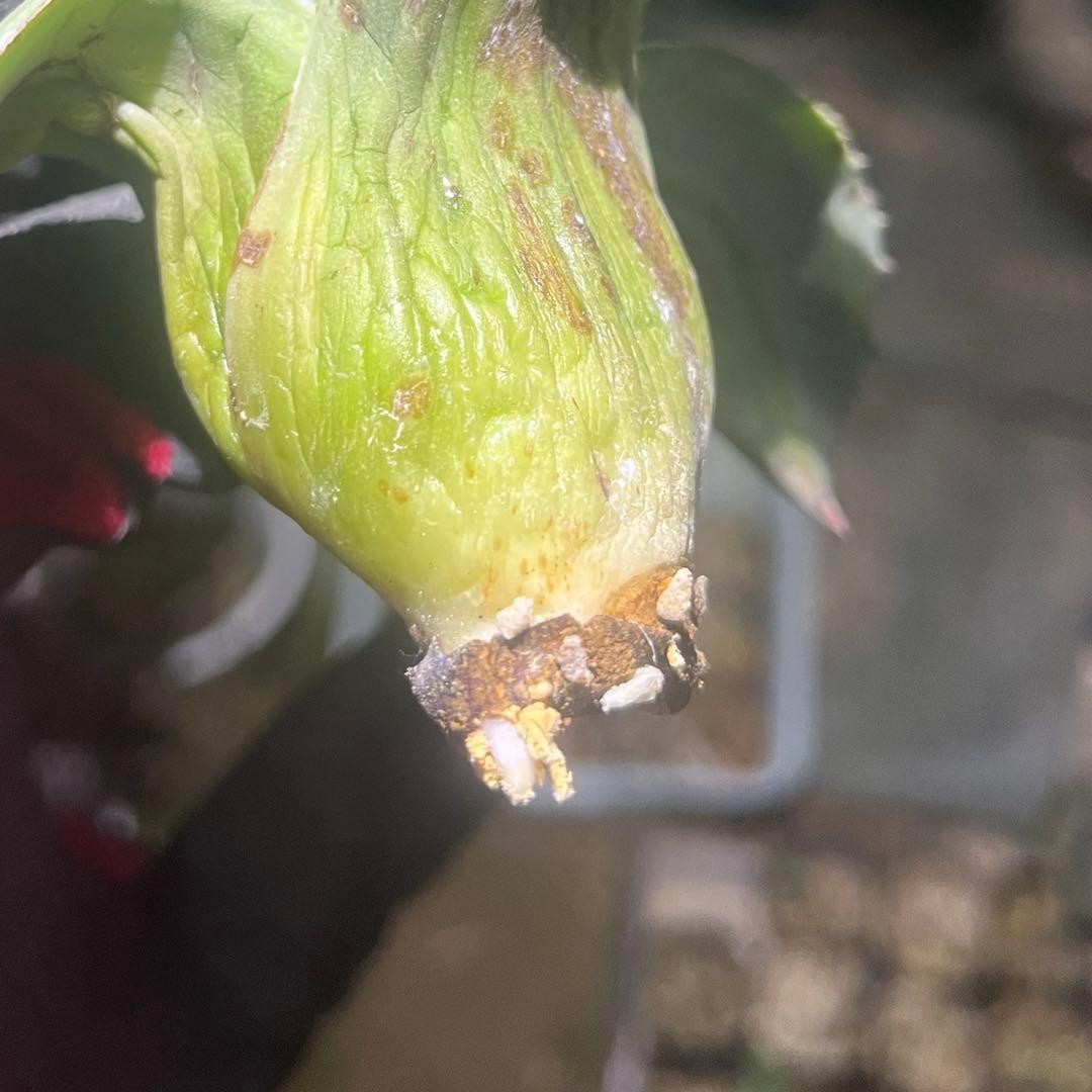 オバティフォリア　オルカ　20cm 未発根　抜き苗発送